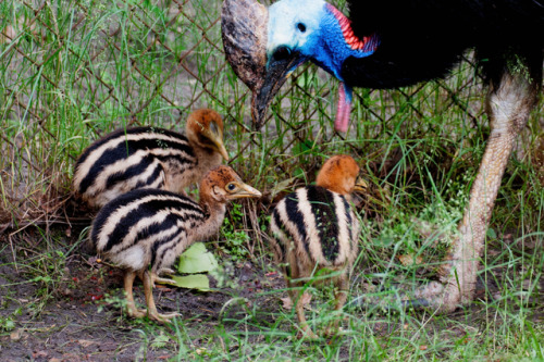 end0skeletal: Female cassowaries lay three to eight large, bright green or pale green-blue eggs in e