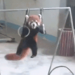 my-own-superman:  Punk ass red panda putting y’all’s pull-up game to shame 