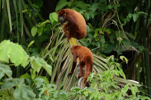 Colombian/Venezuelan Red Howlers (Alouatta seniculus) in Columbiaby Wilber Ruíz