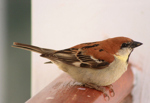 Russet Sparrow (Passer rutilans) Distribution: Asia IUCN Status: Least Concern { Ecology } { Vocaliz