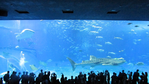 Okinawa’s aquarium is insane. It’s very big, and has most of the species that can be found in the ar