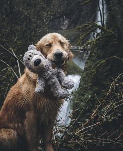 awwcutepets:  Doggo so happy with his stuffy