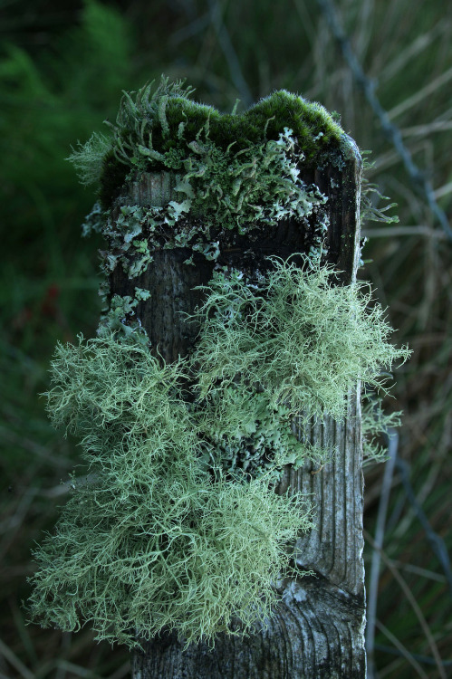 Twilight clouds of Usnea lichen #FencepostOfTheWeek