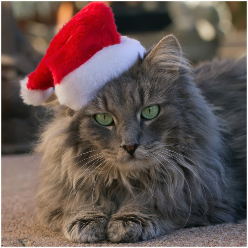 catycat21:Don’t tell me that it’s Christmas time again ! by FocusPocus Photography on Flickr.