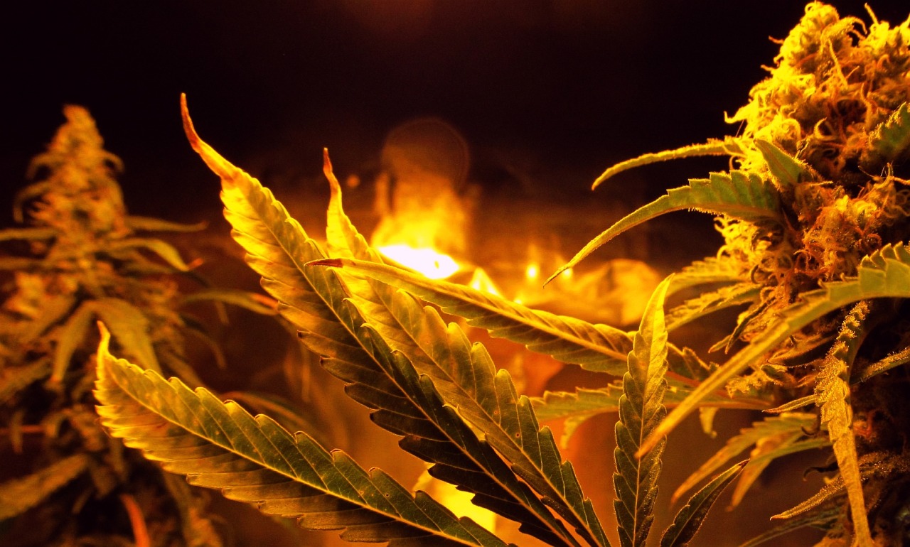 rebirthofalibra:  From Seed to Weed 