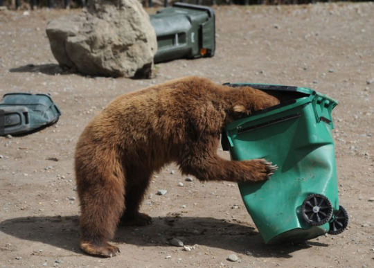 nack-mun:  audible-smiles:  an important thing to know is that when people design new types of bear-resistant trash can, they get zoos to test them with actual bears this designer has failed  @artemispanthar 