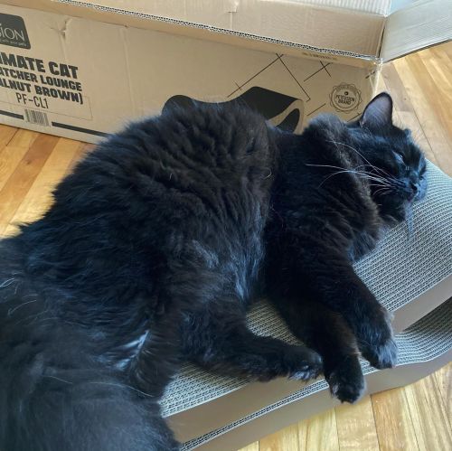 Hades enjoying his new scratcher lounge (that we call “peanut”)from @petfusionwe already have an old