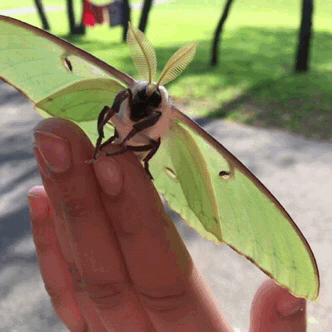 MEGA Luna Moth Stimboard