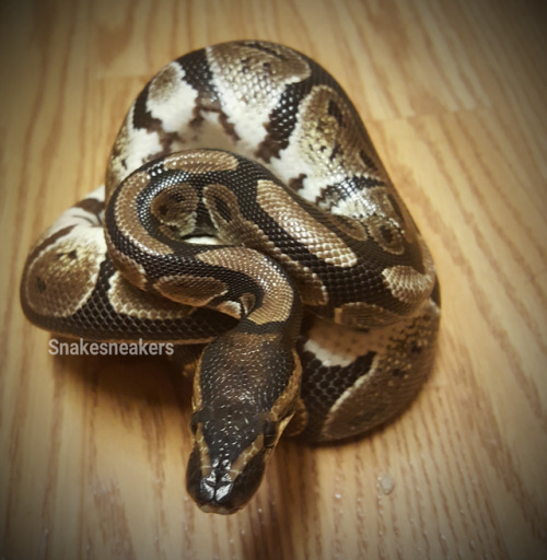 snakesneakers:She was really photogenic tonight, so, more pictures!