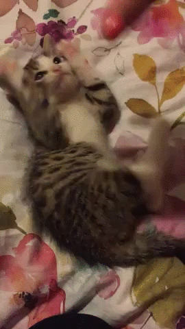 world-of-cats:  Source