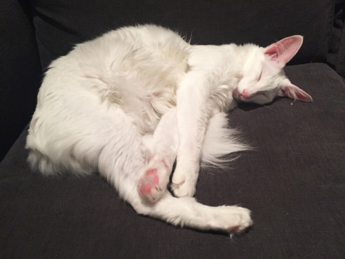 pangur-and-grim:please be quiet.let them sleep