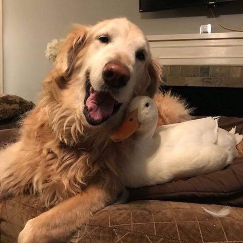 animals-addiction:Best friends