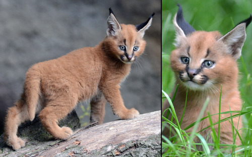 A caracal kitten explores its enclosure at Dvur Kralove Zoo in the Czech Republic Picture: Slav
