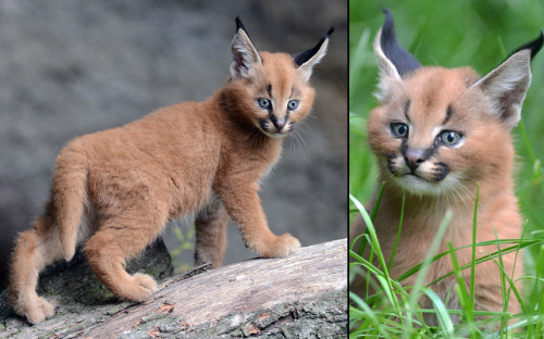 “A caracal kitten explores its enclosure at Dvur Kralove Zoo in the Czech Republic
”
Picture: Slavek Ruta/REX Shutterstock (via Animal pictures of the week: 3 July 2015 - Telegraph)