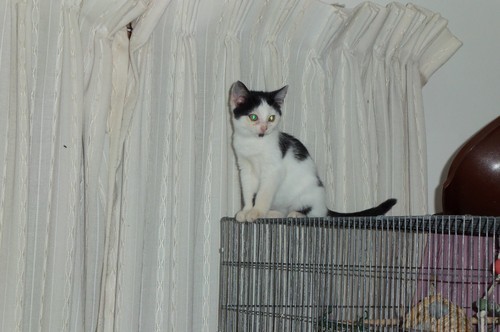 Look at who is escaping his pen at night&hellip;  Little turd. Foster kitten