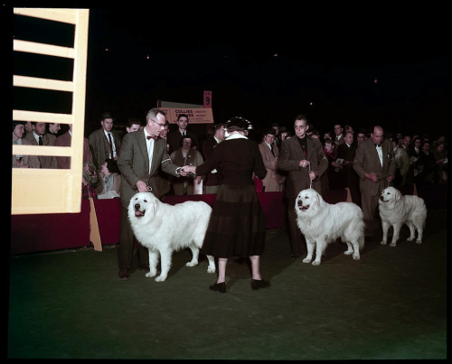 vintageeveryday:Rare color behind-the-scenes photographs at the 1957 Westminster Dog Show.