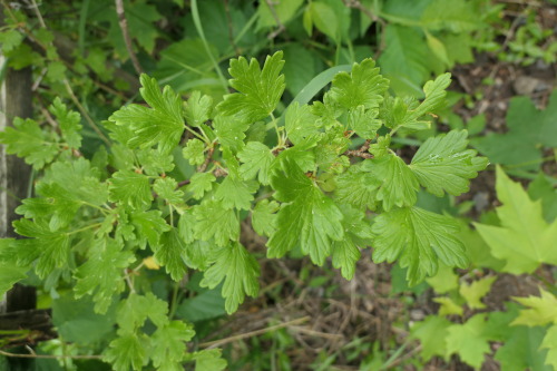 Ribes uva-crispa— gooseberry a.k.a. European gooseberry