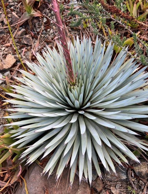 Agave rzedowskianaThis small Agave species comes from Jalisco, to the north of Guadalalajara, and it