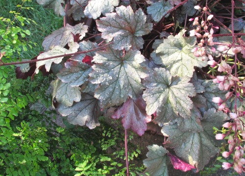 Heucheras ‘Stainless Steel’ (top) and ‘Silver Scrolls’ covered with rain drops. Cameo appearance in 