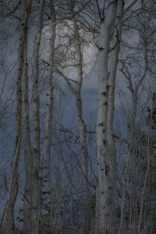 Aspen Moon: © riverwindphotography, January 2021