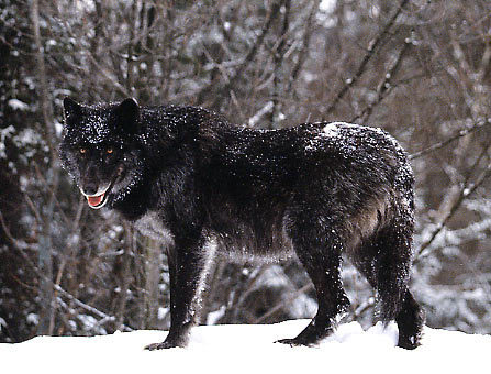 Eastern Timber wolf (Canis lupus lycaon)