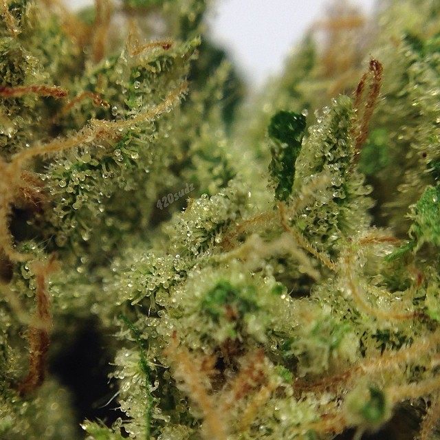 weedporndaily:  Candy Kush macro! 🔬🔥🌲 by 420sudz http://ift.tt/1gCQBKl
