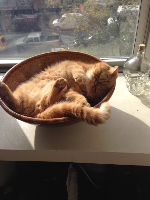 fitzroythecat:  So hard to get comfortable some days. 