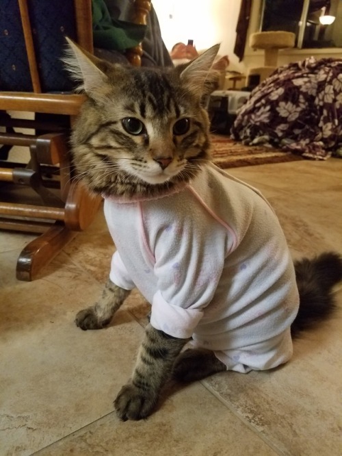 kittycatdyke:flashback to Remus in a onesie bc he chewed open his stitches and wouldn’t wear his god