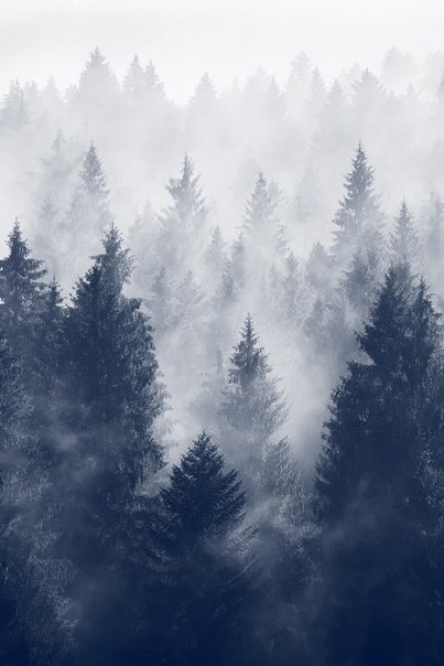 lyricalsycamore:  forest på We Heart It http://weheartit.com/entry/90666388?utm_campaign=share&amp;utm_medium=image_share&amp;utm_source=tumblr