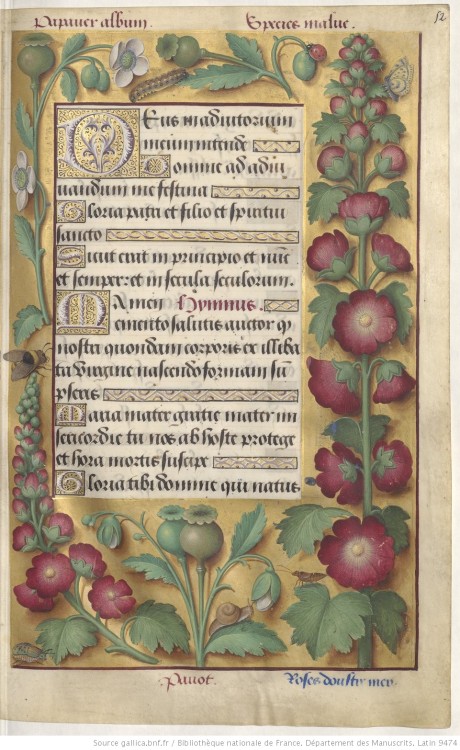 heaveninawildflower: Illuminated page with a botanical border taken from ‘Grandes Heures d'Anne de B