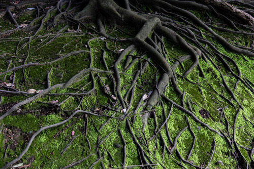 90377: Roots by chaddao on Flickr.