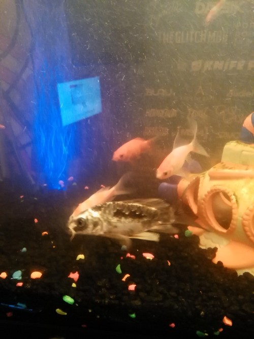 improvingpetcare:spinningkarma:We had 2 koi, 3 goldfish, and 2 little striped fish. Today we added 2