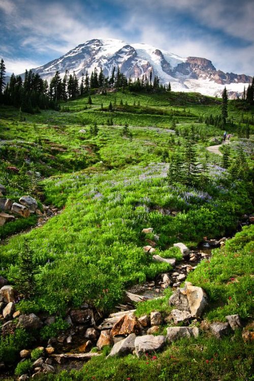 silvaris:    Paradise Valley and Mt. Rainier by Chrissy Wiley