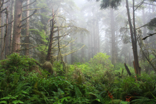 bright-witch: Persephone’s Sanctuary ◈ Pacific Northwest photography by Michelle N.W. ◈ ◈ Prin