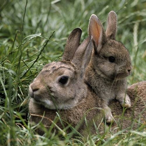 llbwwb:  For the bunny lovers :) by Gesa Throm