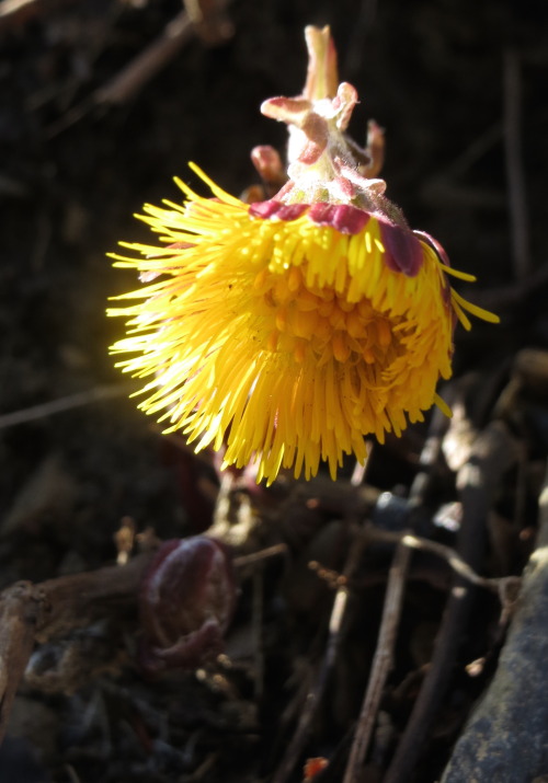 Coltsfoot.The native spring ephemerals aren’t ready yet, so I was taking some other pictures.