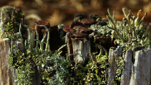 Rusty bed of nails&hellip; #FencepostOfTheWeek