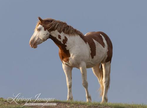 Do You Think You Can Find Photos Of Sleeping Mustangs? I Saw A Really Eepy Horse Today And My Heart Melted