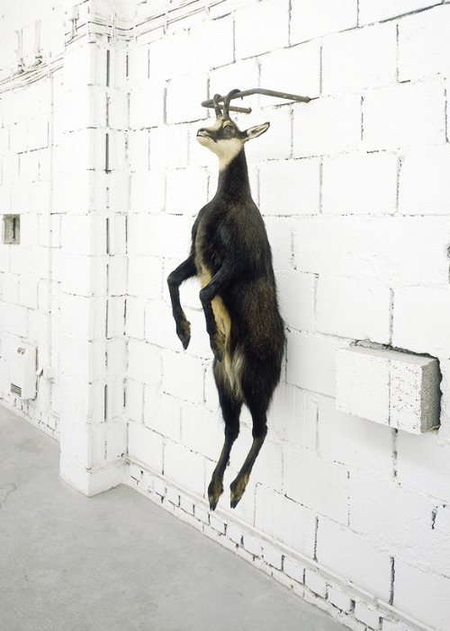 greatwhiteheat: Christiane Möbus, Berge Versetzen (Move Mountains), 1984-1991. Taxidermy, iron,