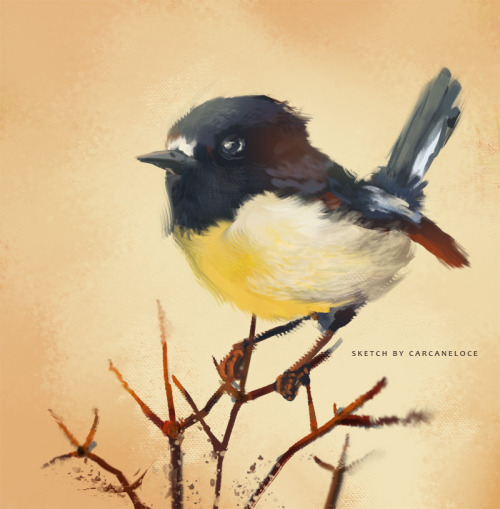  Just a quick warm-up sketch ✨south island tomtit 