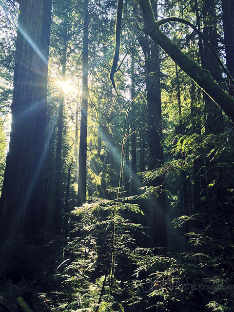 Muir Woods National Monument by Janet Antepara on Flickr.