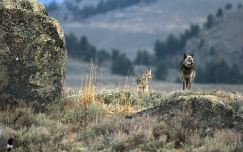 sisterofthewolves:SourceA coyote and a Druid Peak wolf