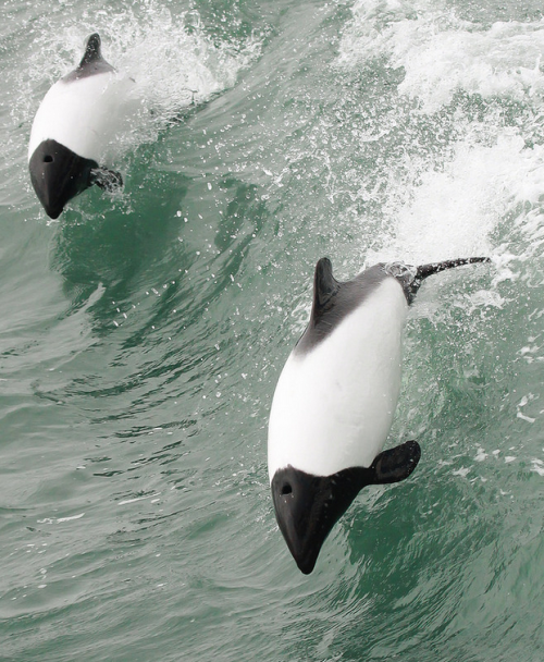 whatthefauna:Commerson’s dolphin is the lesser known black and white beauty of the dolphin world. Di