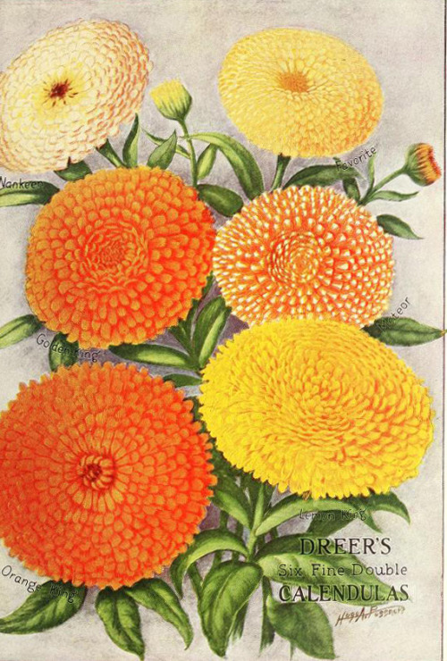 heaveninawildflower:‘Dreer’s Six Fine Double Calendulas’ -  Nankeen, Favorite, Gol