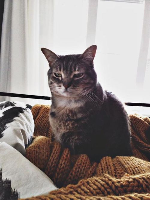 catsbeaversandducks:Her name is Chloe Luella and she thinks everything is the worst thing.Photos/cap