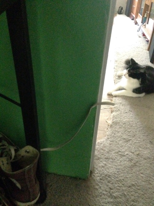 fireflykind: my cat stuck my shoelace to the wall somehow