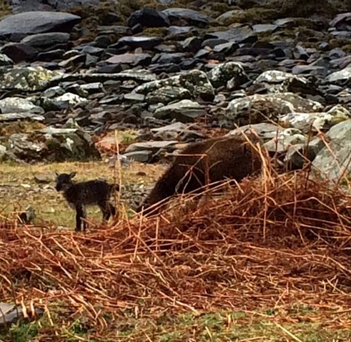A week old Soay lamb #soay #soaysheep