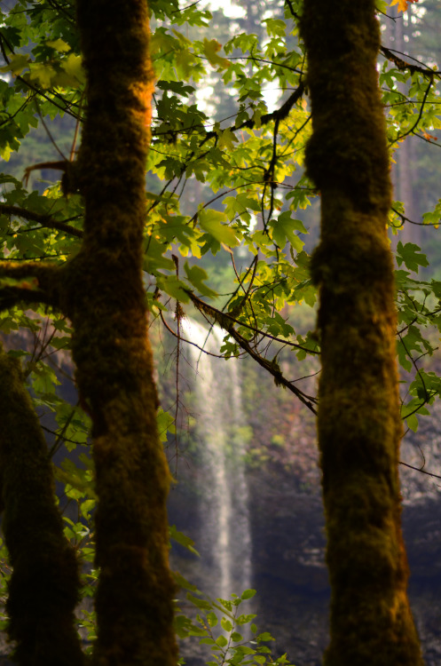 Silver Falls, Oregon, USAInstagram