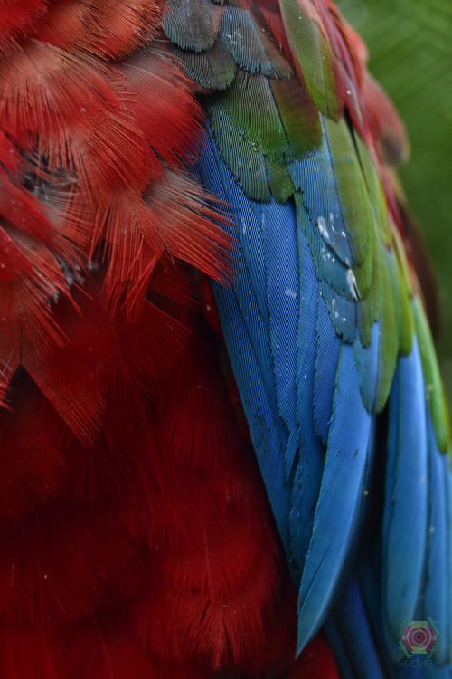 Wadara Feathers…