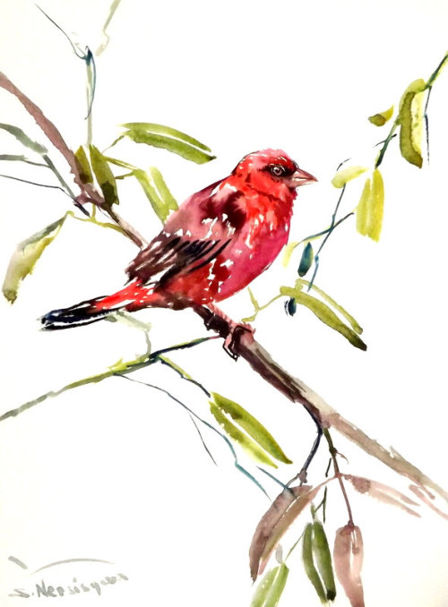 canvaspaintings:Red Avadavat, Original watercolor painting, 12 X 9 in, red bird art, red bird wall a